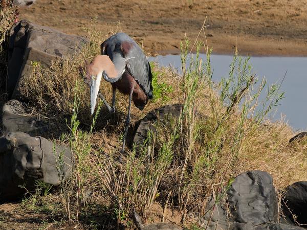 Goliath heron (Ardea goliath)